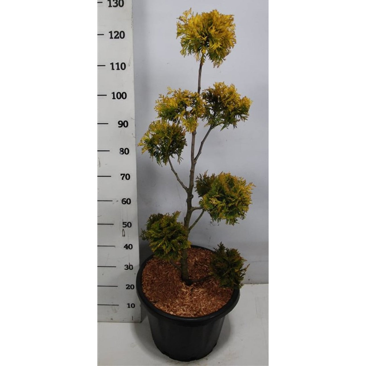 Thuja – Thuja occidentalis 'Yellow Ribbon' - C25 80-100 cm. Multibol